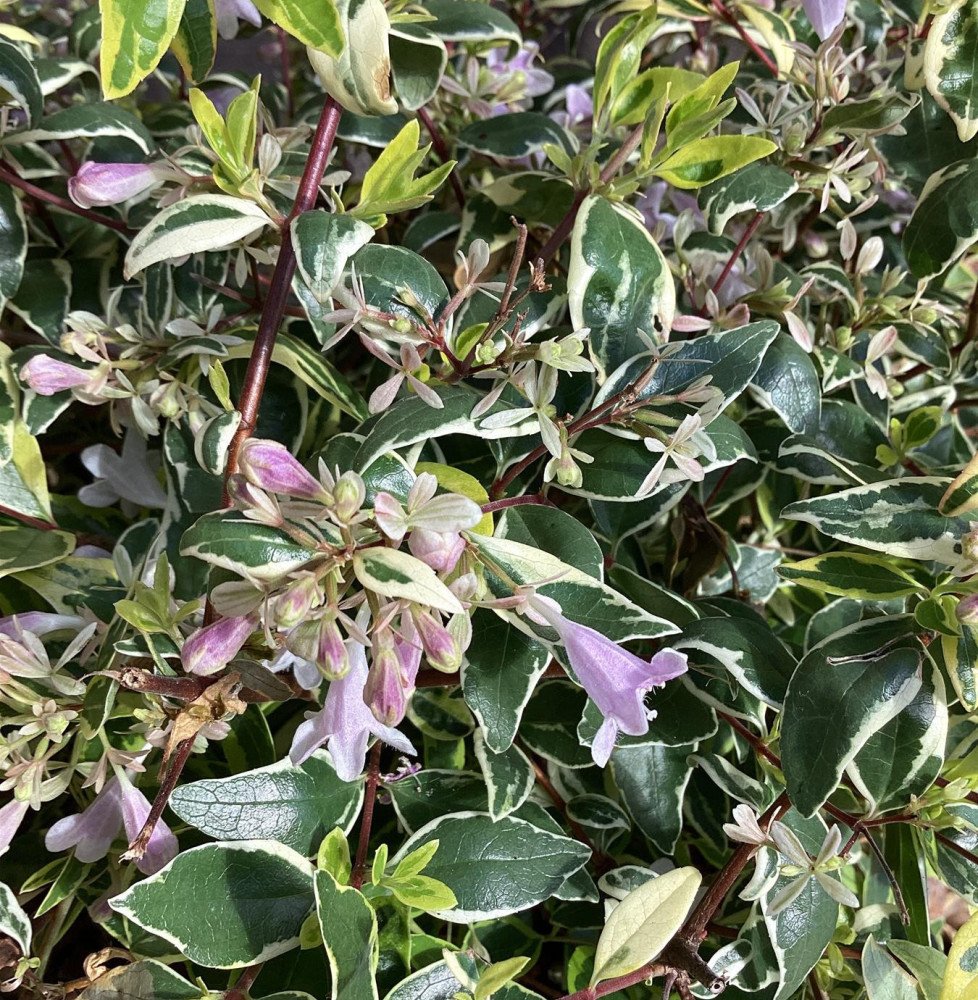 Pépinières Français PF_Abelia-gra Abelia grandiflora Hopley's / Abélia à grandes fleurs