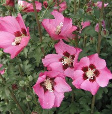 Pépinières Français PF_HIBISCUS-s76 HIBISCUS syriacus ‘Pink Giant’ / Mauve en arbre Pink Giant® 'Flogi'
