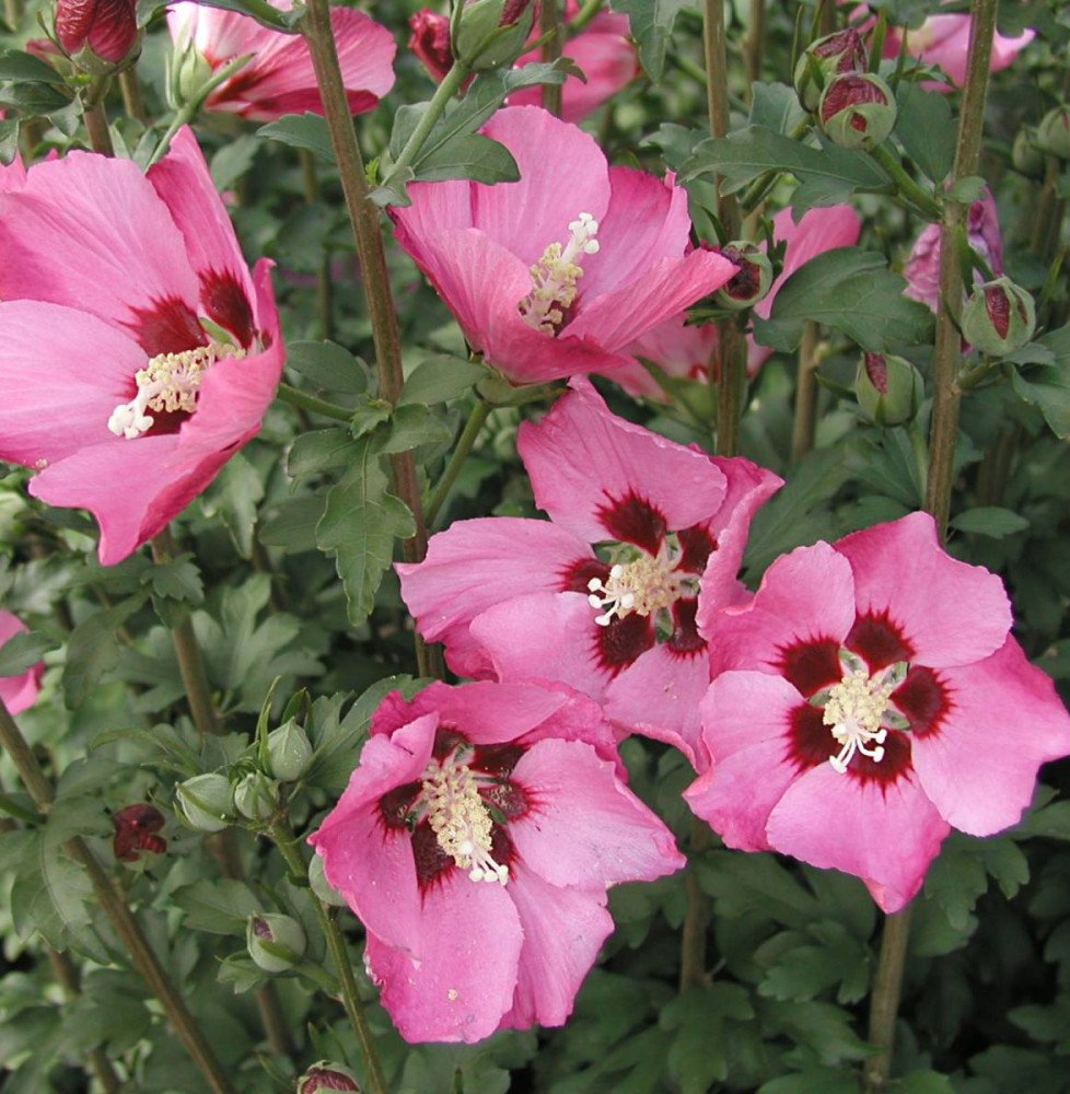 Pépinières Français PF_HIBISCUS-s76 HIBISCUS syriacus ‘Pink Giant’ / Mauve en arbre Pink Giant® 'Flogi'