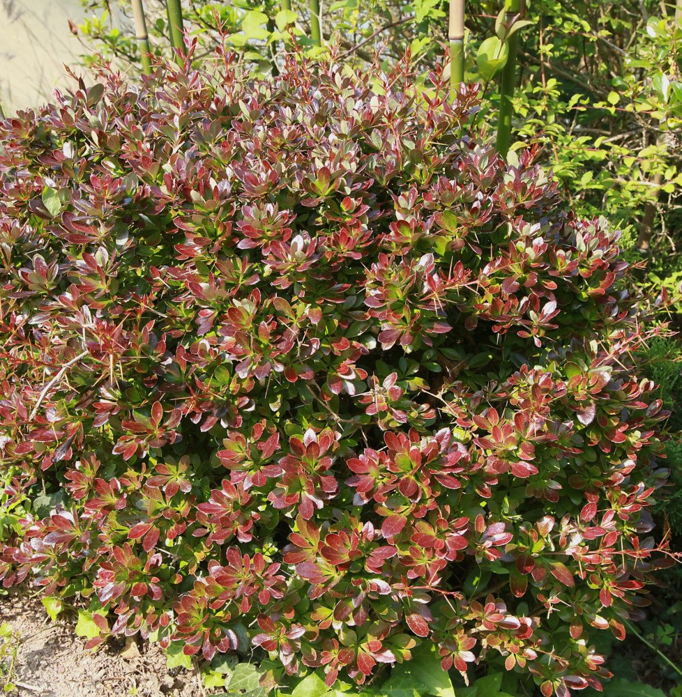 Pépinières Français PF_Berberis-m Berberis media Red Jewel / Epine-vinette