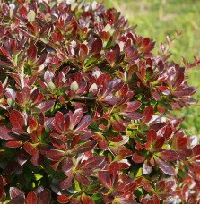 Pépinières Français PF_Berberis-m Berberis media Red Jewel / Epine-vinette