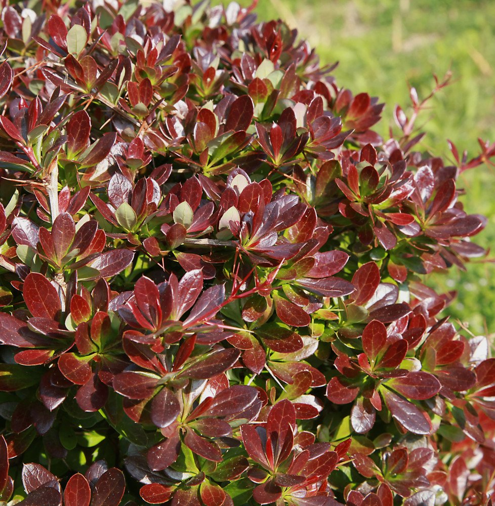 Pépinières Français PF_Berberis-m Berberis media Red Jewel / Epine-vinette