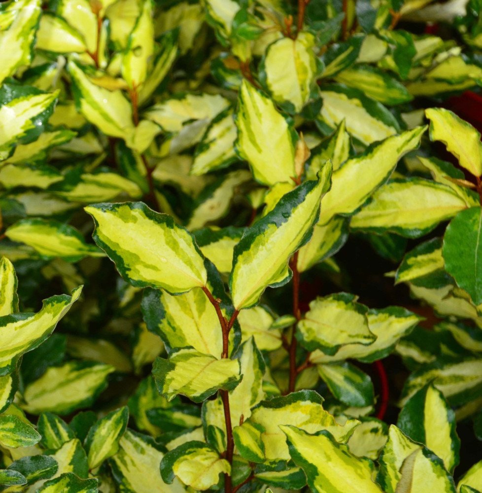 Pépinières Français PF_Elaeagnus4 Elaeagnus ebbingei Maryline / Chalef panaché