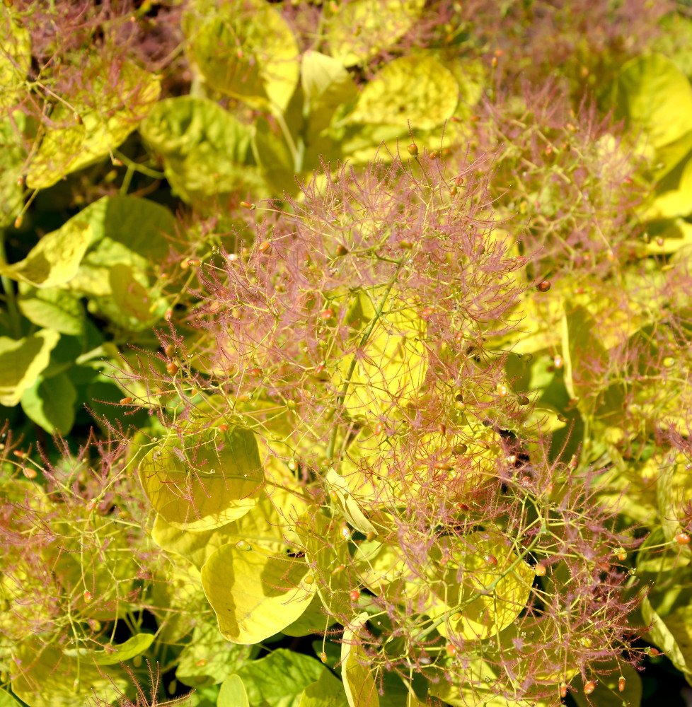 Pépinières Français PF_Cotinus-co6 Cotinus coggygria Golden Lady / Arbre à perruque
