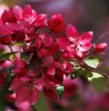 Pépinières Français PF_MALUS-x-mo MALUS x moerlandsii 'Profusion' / Pommier d'ornement