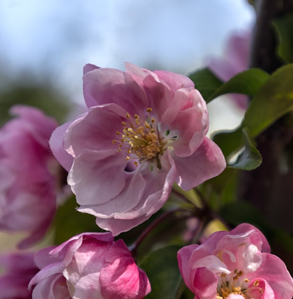 Pépinières Français PF_MALUS-Van MALUS 'Van Eseltine' / Pommier d'ornement