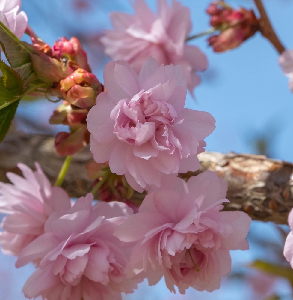 Pépinières Français PF_PRUNUS-ser1 PRUNUS serrulata ‘Kiku-Shidare-Zakura’ / Cerisier du Japon pleureur