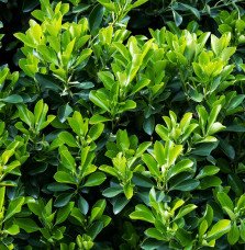 Pépinières Français PF_EUONYMUS-j EUONYMUS japonicus / Fusain du Japon