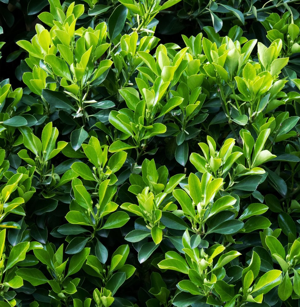 Pépinières Français PF_EUONYMUS-j EUONYMUS japonicus / Fusain du Japon
