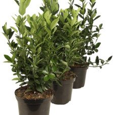 Pépinières Français PF_EUONYMUS-j EUONYMUS japonicus / Fusain du Japon