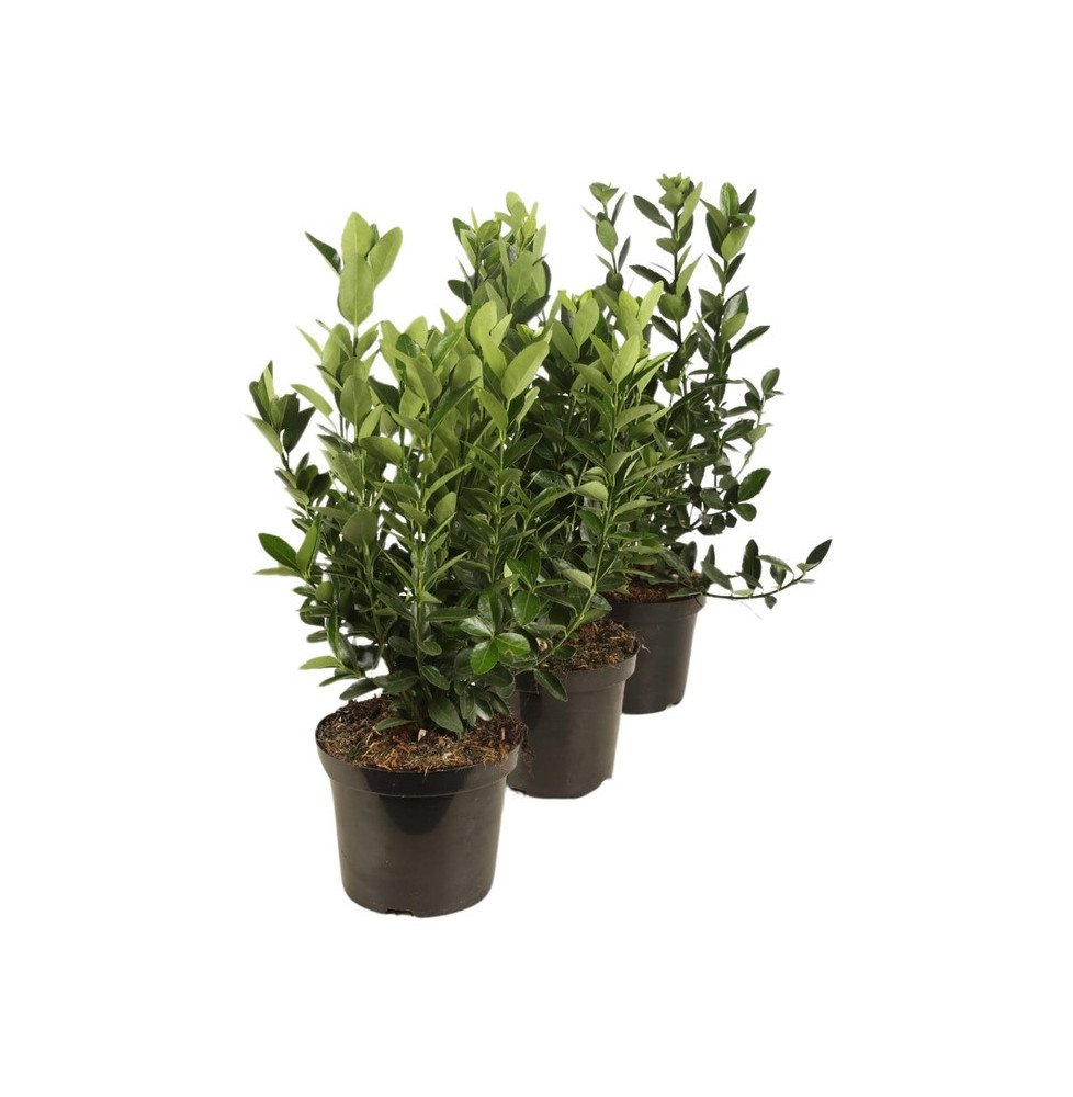 Pépinières Français PF_EUONYMUS-j EUONYMUS japonicus / Fusain du Japon