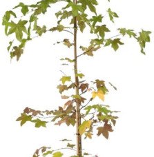 Pépinières Français PF_LIQUIDAMBA LIQUIDAMBAR styraciflua / Copalme d'Amérique