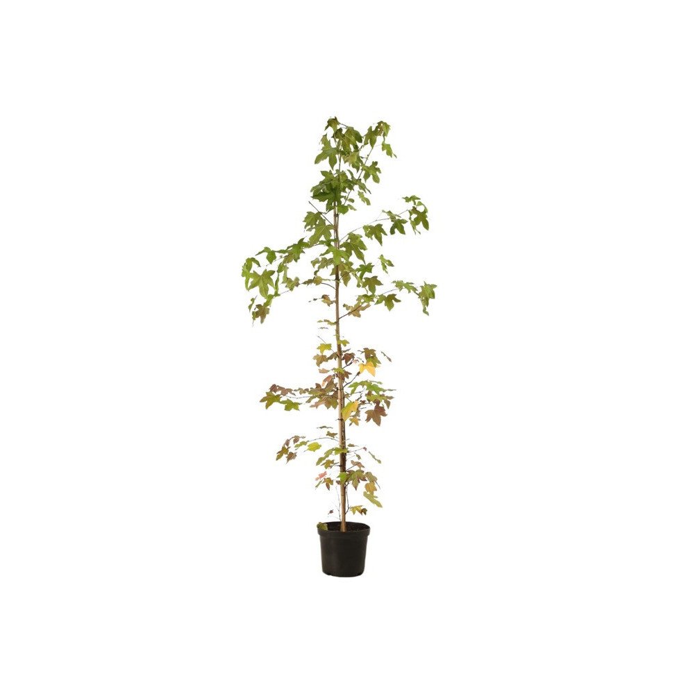 Pépinières Français PF_LIQUIDAMBA LIQUIDAMBAR styraciflua / Copalme d'Amérique