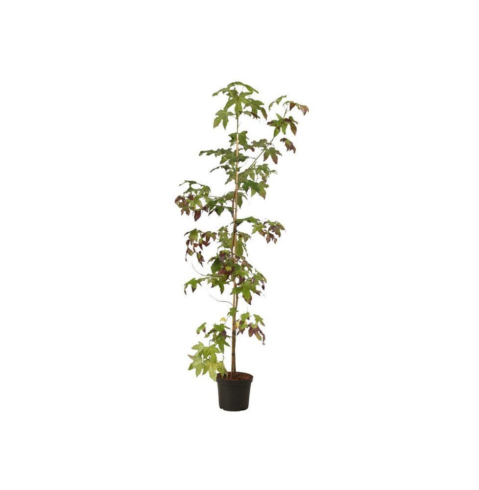Pépinières Français PF_LIQUIDAMBA LIQUIDAMBAR styraciflua / Copalme d'Amérique