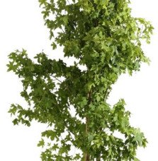 Pépinières Français PF_LIQUIDAMBA LIQUIDAMBAR styraciflua / Copalme d'Amérique