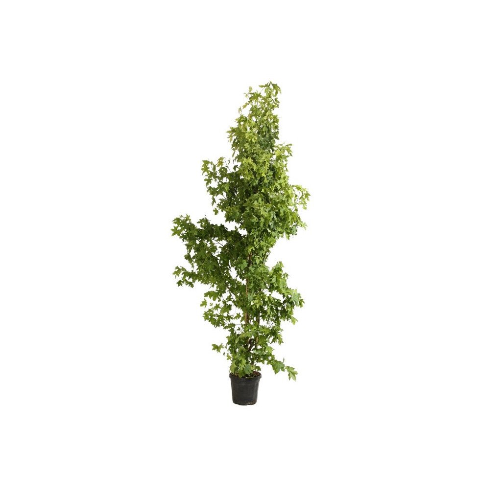 Pépinières Français PF_LIQUIDAMBA LIQUIDAMBAR styraciflua / Copalme d'Amérique
