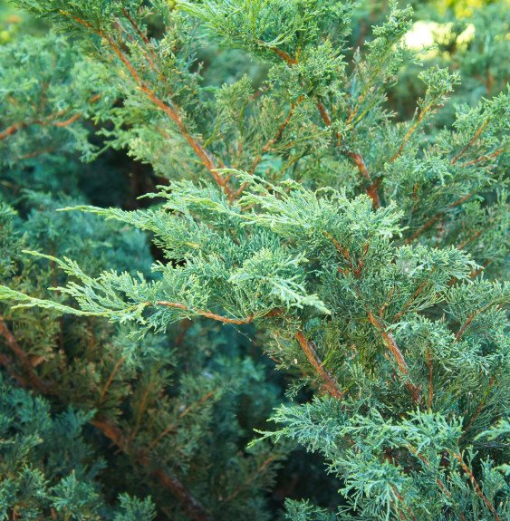 Pépinières Français PF_JUNIPERUS JUNIPERUS chinensis ‘Blue Alps’  / Genévrier de Chine 'Blue Alps'