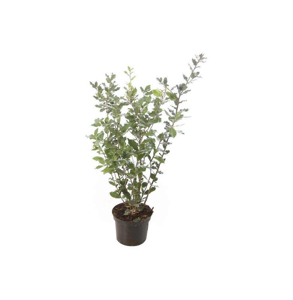 Quercus ilex / Chêne vert, Chêne Yeuse