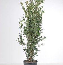 Quercus ilex / Chêne vert, Chêne Yeuse