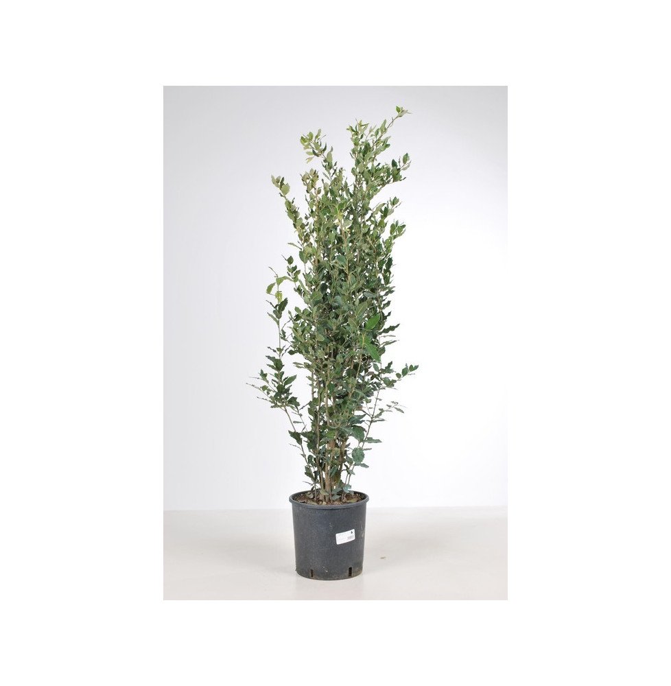 Quercus ilex / Chêne vert, Chêne Yeuse