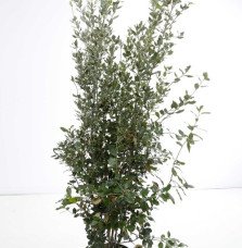 Quercus ilex / Chêne vert, Chêne Yeuse