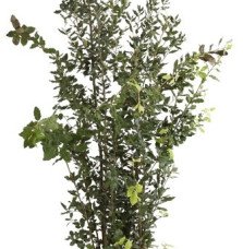Quercus ilex / Chêne vert, Chêne Yeuse