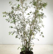 Quercus ilex / Chêne vert, Chêne Yeuse