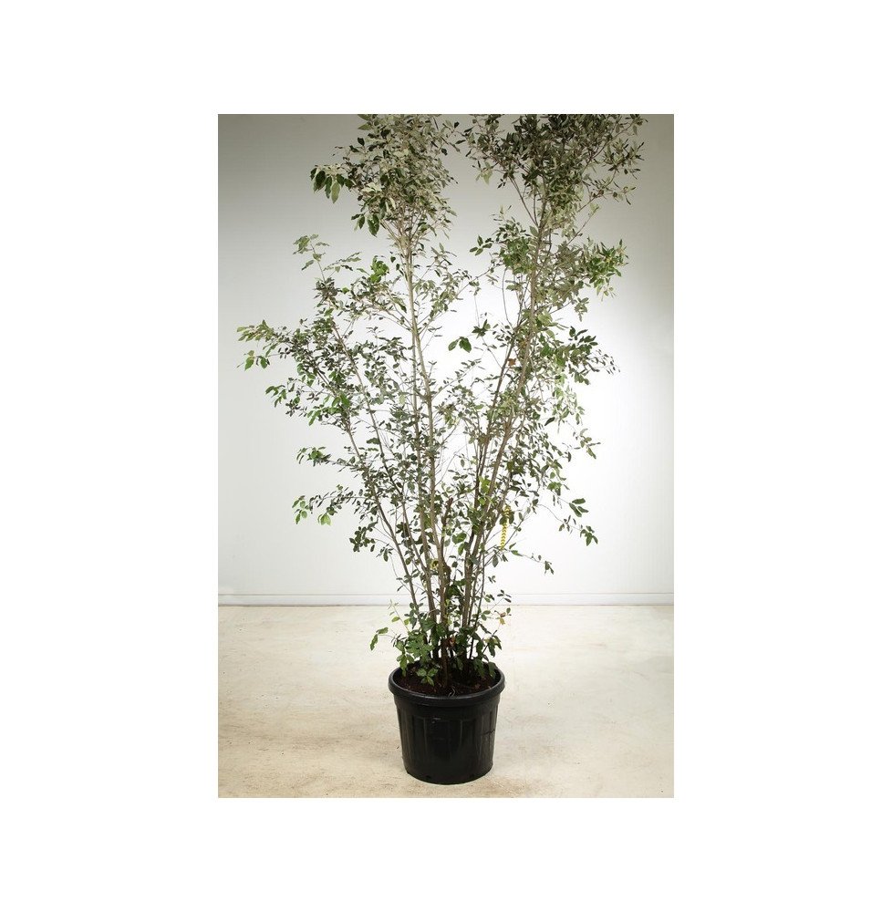 Quercus ilex / Chêne vert, Chêne Yeuse