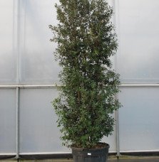 Quercus ilex / Chêne vert, Chêne Yeuse