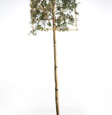 Quercus ilex / Chêne vert, Chêne Yeuse