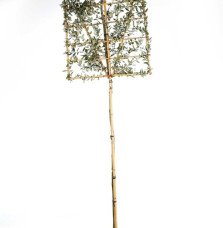 Quercus ilex / Chêne vert, Chêne Yeuse