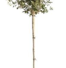 Quercus ilex / Chêne vert, Chêne Yeuse