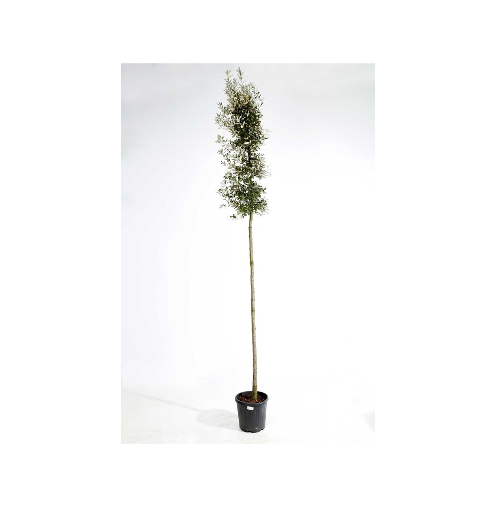 Quercus ilex / Chêne vert, Chêne Yeuse