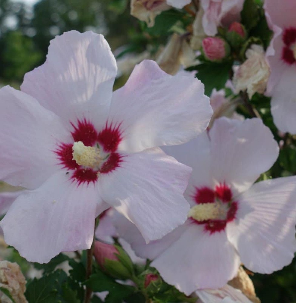 Pépinières Français PF_HIBISCUS-s8 HIBISCUS syriacus ‘Red Heart’ / Mauve en arbre 'Red Heart'