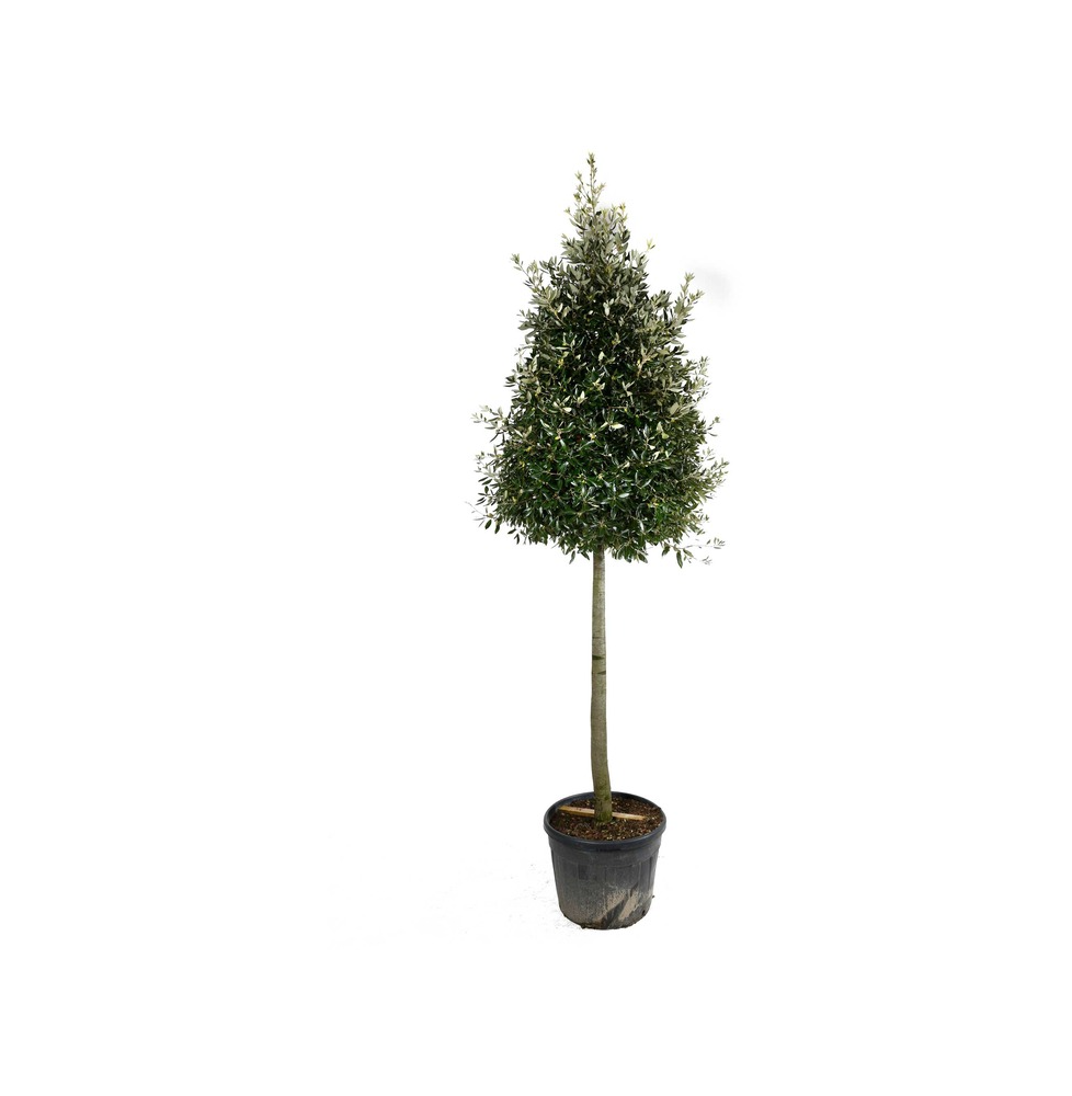 Quercus ilex / Chêne vert, Chêne Yeuse