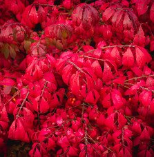 EUONYMUS alatus ‘Compactus’ / Fusain ailé 'Compactus'