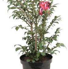 EUONYMUS alatus ‘Compactus’ / Fusain ailé 'Compactus'
