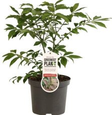 EUONYMUS alatus ‘Compactus’ / Fusain ailé 'Compactus'