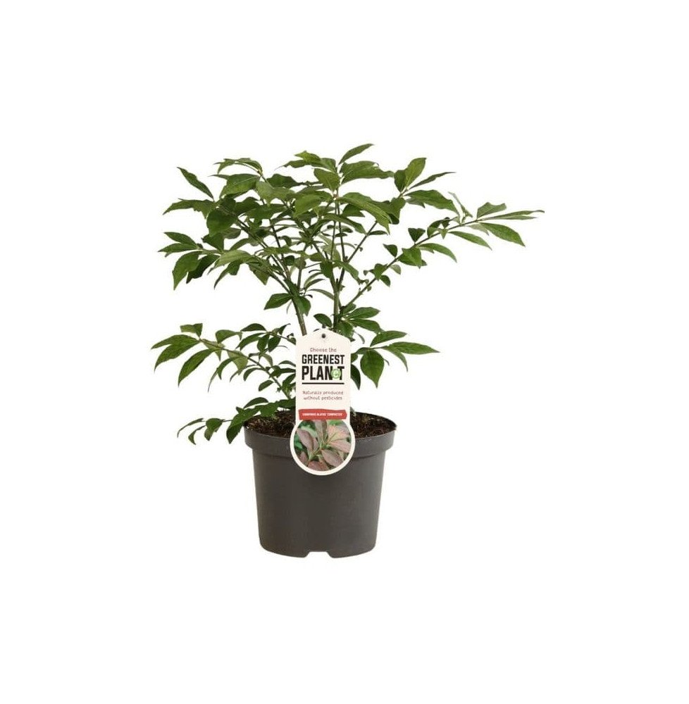 EUONYMUS alatus ‘Compactus’ / Fusain ailé 'Compactus'