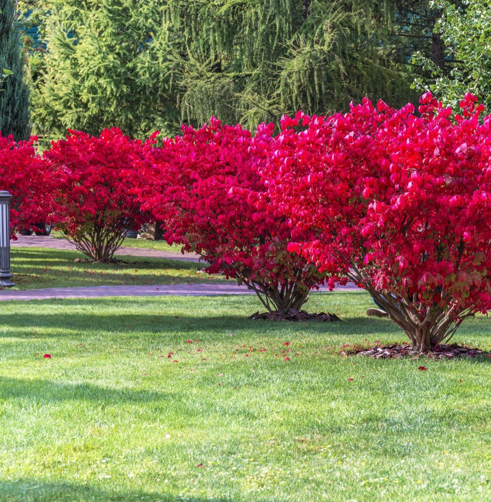 EUONYMUS alatus ‘Compactus’ / Fusain ailé 'Compactus'