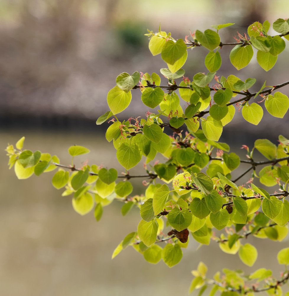 CERCIDIPHYLLUM japonicum / Arbre à caramel