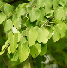 CERCIDIPHYLLUM japonicum / Arbre à caramel