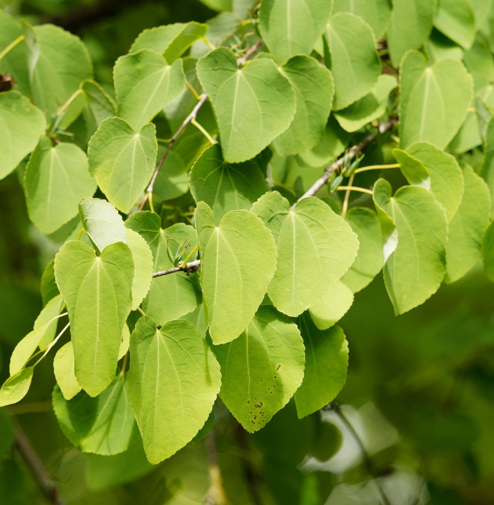 CERCIDIPHYLLUM japonicum / Arbre à caramel