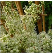 POLYGONUM aubertii / Renouée grimpante