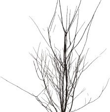CERCIDIPHYLLUM japonicum / Arbre à caramel