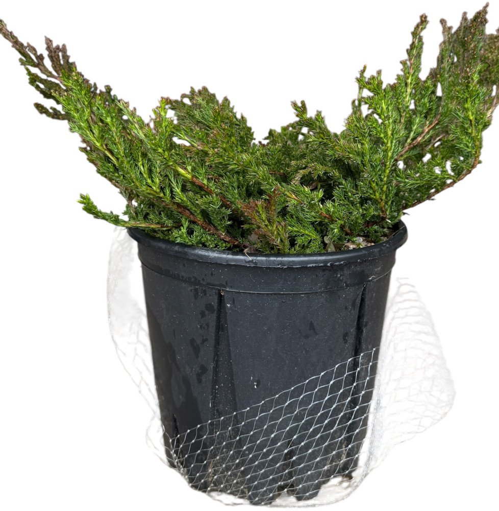 JUNIPERUS communis ‘Repanda’  / Genévrier commun 'Repanda'