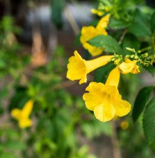 CAMPSIS x radicans ‘Yellow Trumpet’ / Bignone, Trompette de Virginie 'Yellow Trumpet'