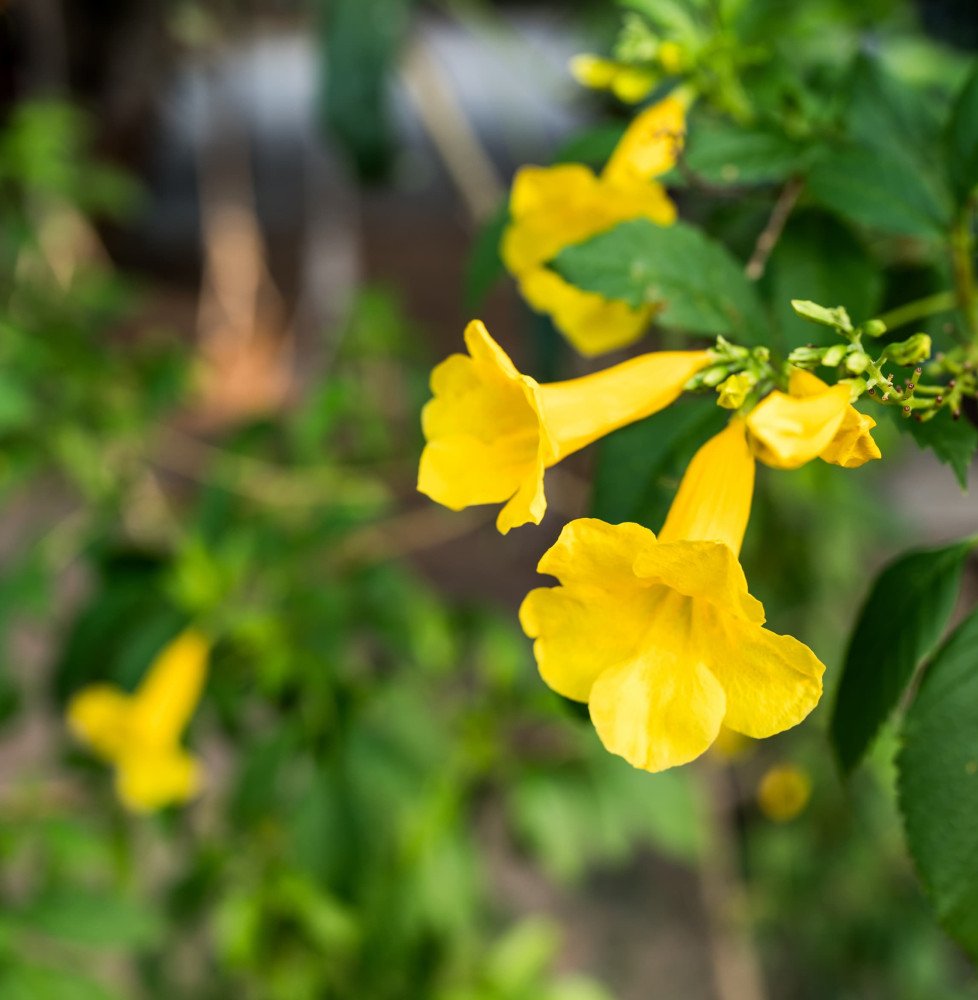 CAMPSIS x radicans ‘Yellow Trumpet’ / Bignone, Trompette de Virginie 'Yellow Trumpet'