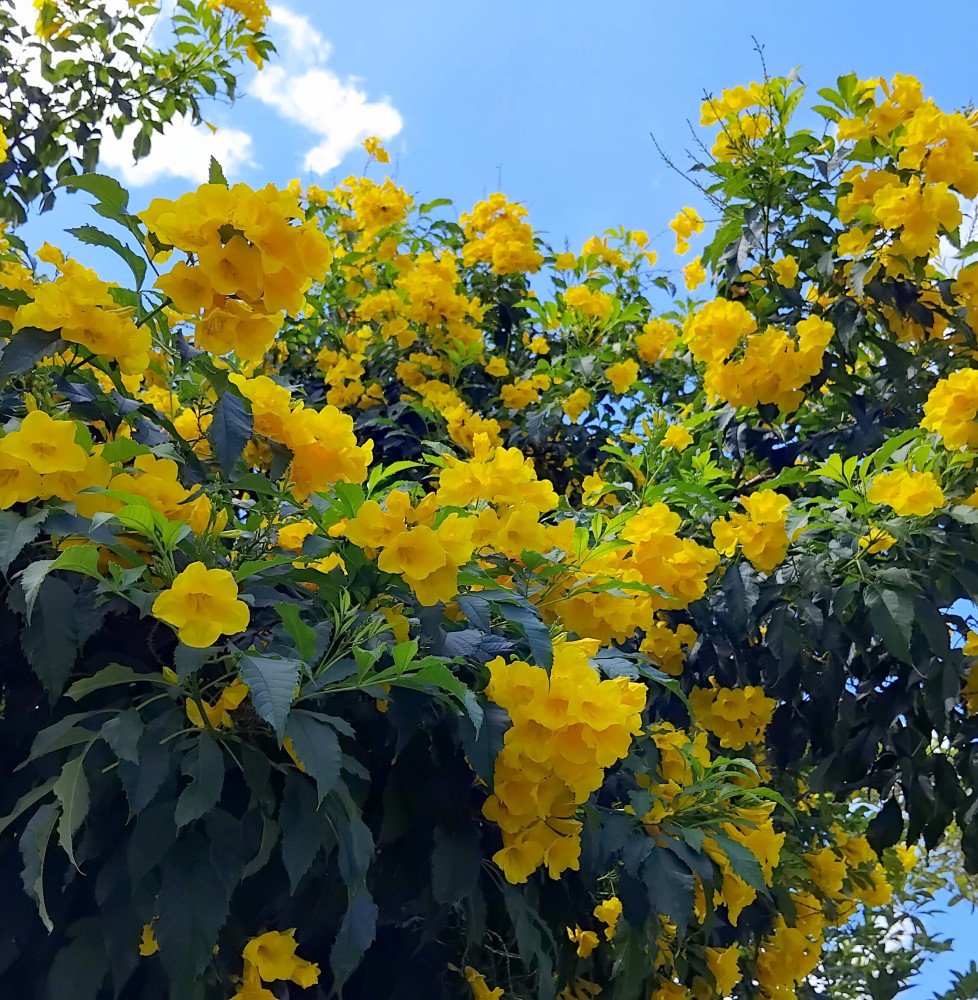 CAMPSIS x radicans ‘Yellow Trumpet’ / Bignone, Trompette de Virginie 'Yellow Trumpet'