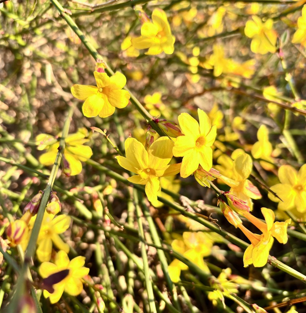 JASMINUM nudiflorum / Jasmin d'hiver